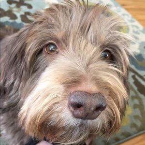 Meet your Posher, Cheyenne